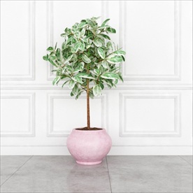 粉色花盆榕属树