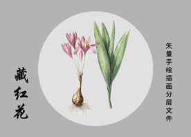藏红花中药材矢量手绘插画