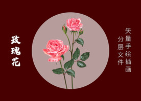 玫瑰花月季花精品插画矢量手绘