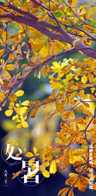 处暑白露秋分节气落叶摄影照片