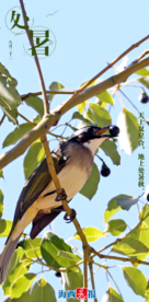 节气海报