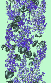 紫色碎花 紫罗兰