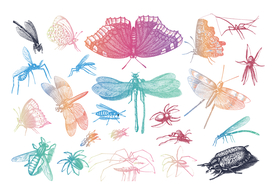 昆虫蝴蝶 蜻蜓矢量图形