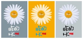 大滨菊  谢谢昨天的我