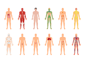 人体器官分布图