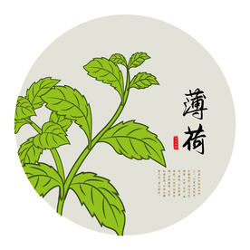 手绘薄荷
