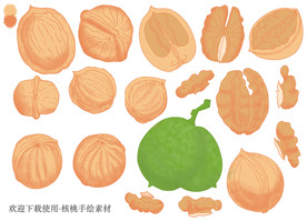 核桃手绘素材