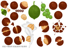 手绘夏威夷果素材