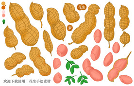 花生手绘素材