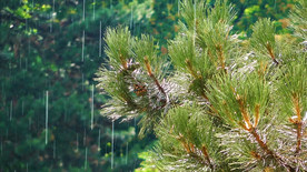 松林绿树下着雨