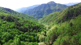 森林和山的鸟瞰图