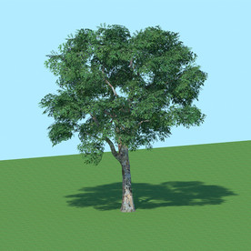 草图大师su模型树模型大树模型