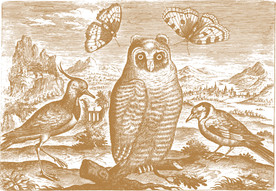 猫头鹰鸟蝴蝶矢量线稿