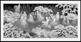 香山九老灰度图