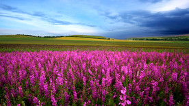 鲜花花园薰衣草