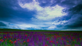 风雨洗刷过的花海