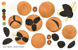 油茶籽手绘素材