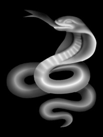 蛇灰度图