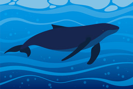 鲸鱼