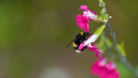 蜜蜂飞舞采蜜特写