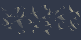 高清手绘简约飞鸟