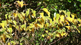 傅家山秋天黄叶实拍视频