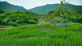 小山坡上一棵树