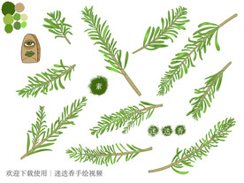 迷迭香手绘素材