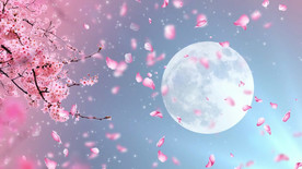 唯美古风圆月落花 舞美背景视频