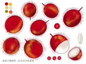 红毛丹手绘素材