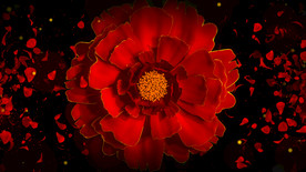 中式大红喜庆牡丹花开 背景视频