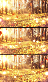 秋天枫叶飘落唯美金秋背景视频