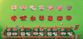 花 玫瑰 花圃 种花 一束花