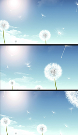 清新蒲公英轻飘视频素材