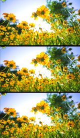 野花特写小清新实拍自然素材