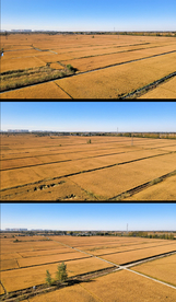 4K航拍水稻麦子稻谷田地