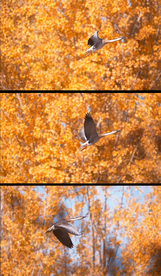 4K实拍天鹅飞翔视频素材