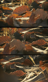 近拍枯萎的落叶视频素材