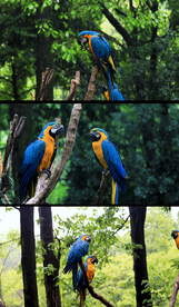 4K高清鹦鹉实拍视频素材