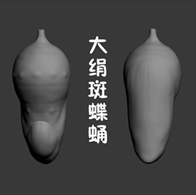 大绢斑蝶蛹3D模型