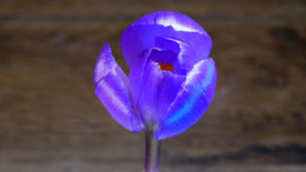 蓝色花慢慢开放