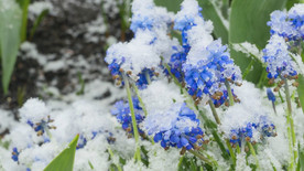 蓝色花呗大雪覆盖