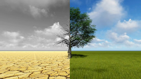 在沙漠和花园里半棵树