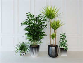 一组观赏性绿色植物集