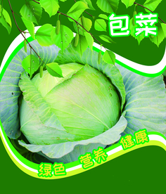 包菜