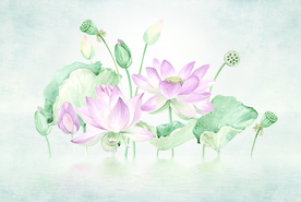 高清水墨画荷花