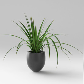 C4D盆栽建模渲染