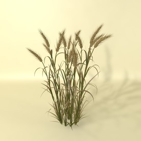 花草模型 植物模型 花卉模型