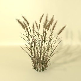 花草模型 植物模型 花卉模型