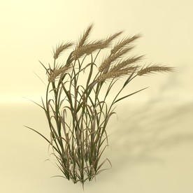 花草模型 植物模型 花卉模型